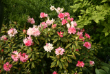 Rhododendron 'Grumpy' RCP6-2015 (200).JPG